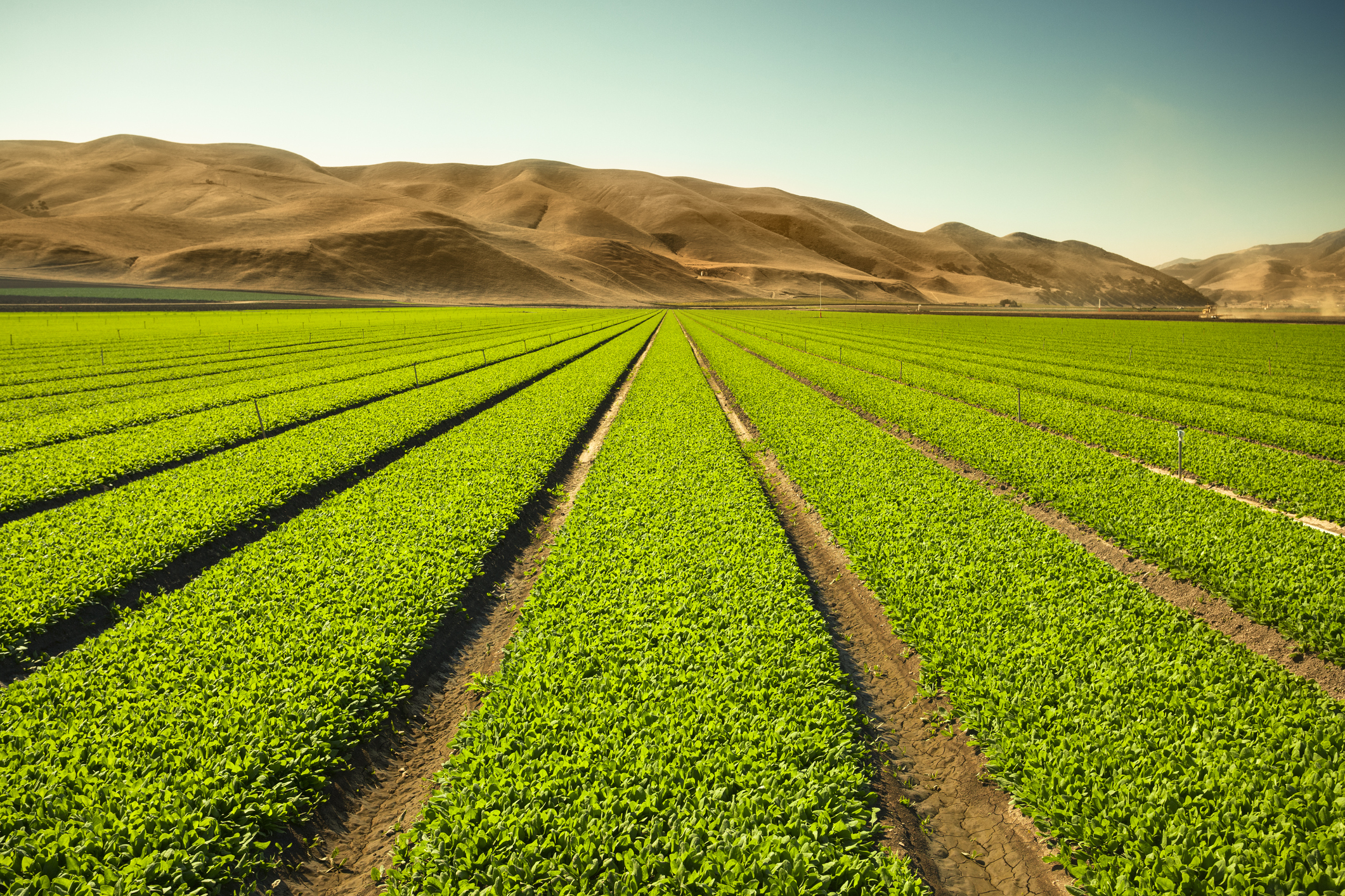 "A green row celery field in the Salinas Valley, California USA"