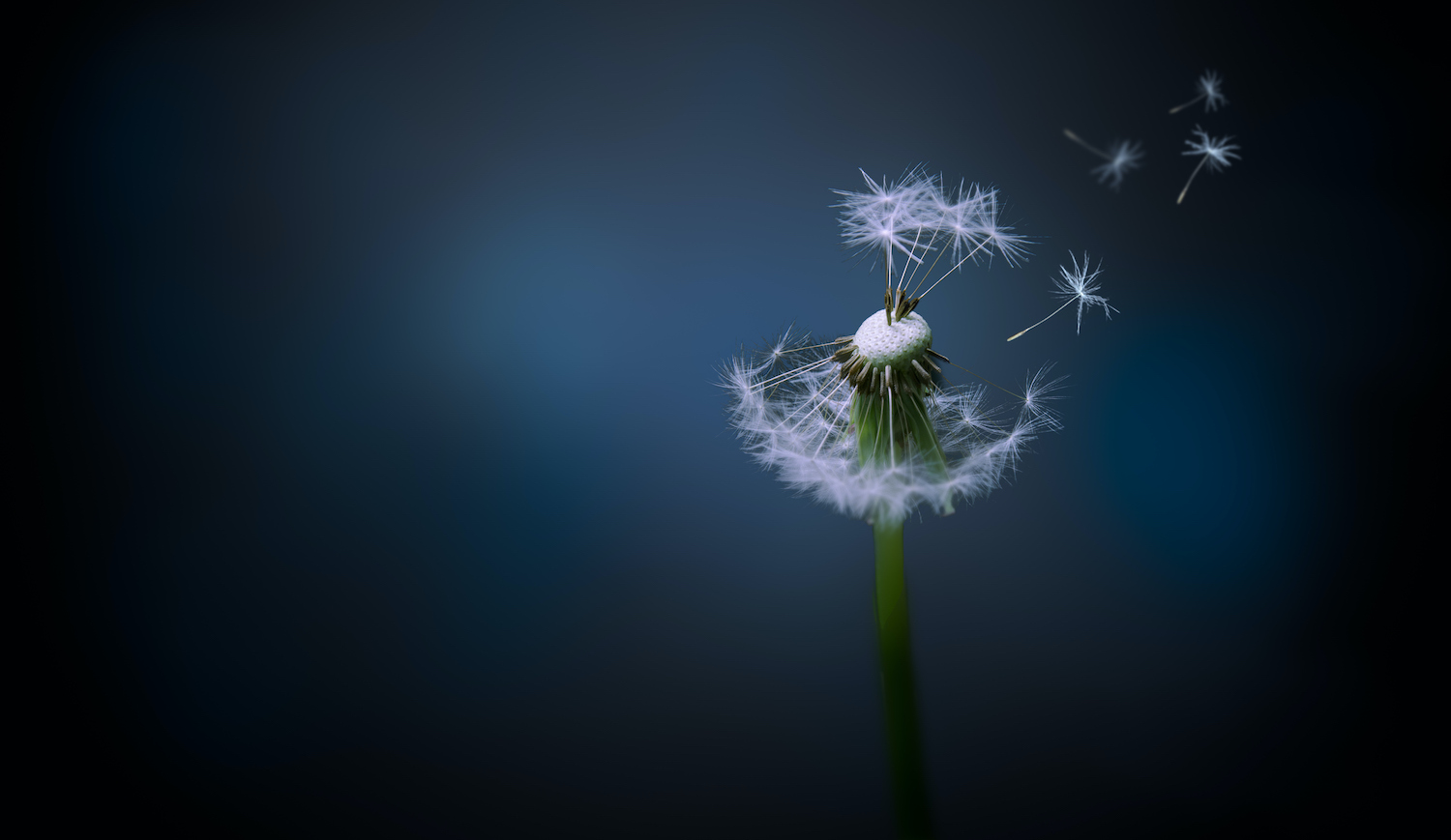 A picture of a Dandelion in the wind, with a background of cool blue colours, blurred from the narrow pane of focus. Composition made in photoshop. (A picture of a Dandelion in the wind, with a background of cool blue colours, blurred from the narrow
