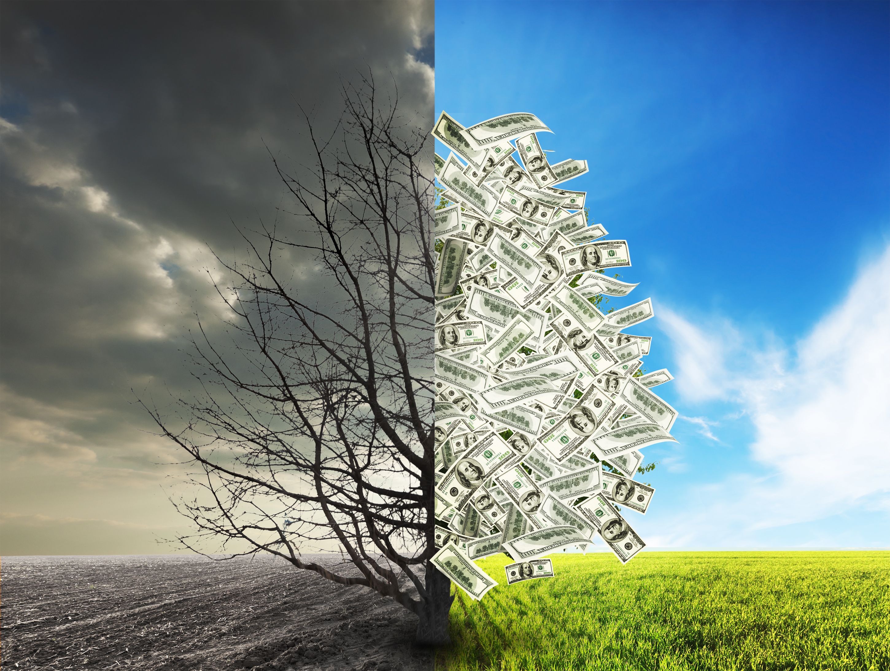 Image of a tree in a field, with half barren to represent debt and half flush with cash to represent success.