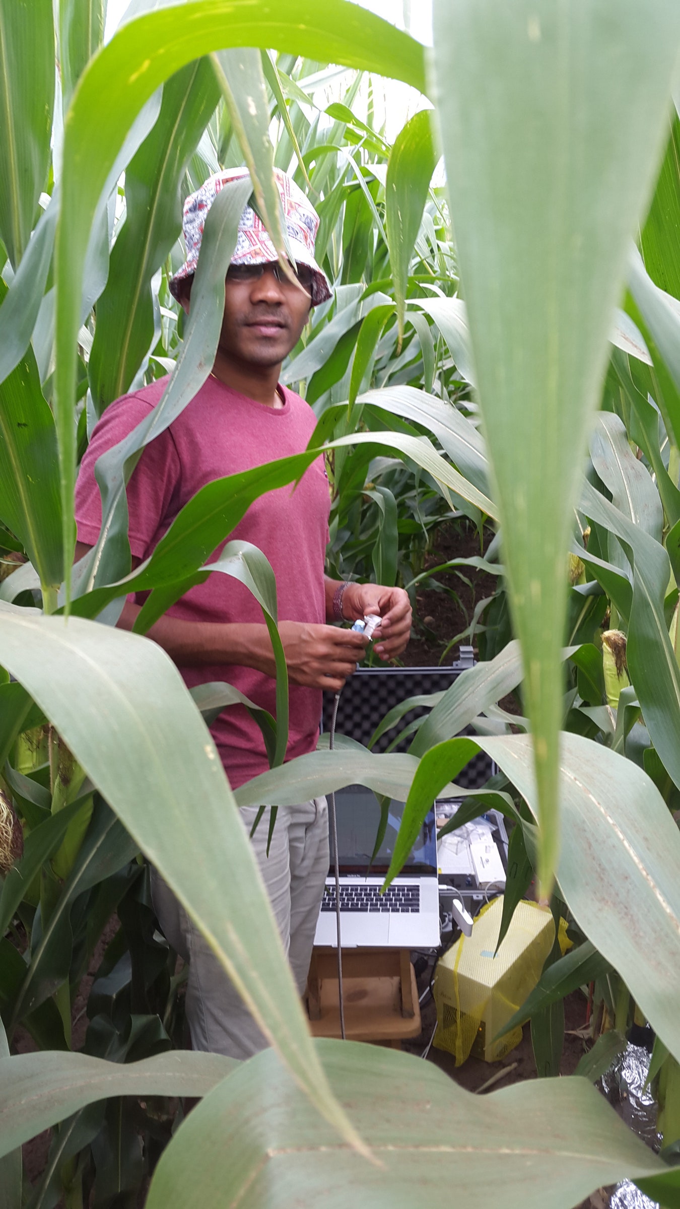 researcher in maize field