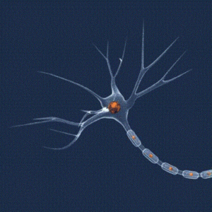 A neuron, with the dendrites (spiky protrusions at top) and part of the axon (long extension at bottom right) visible.