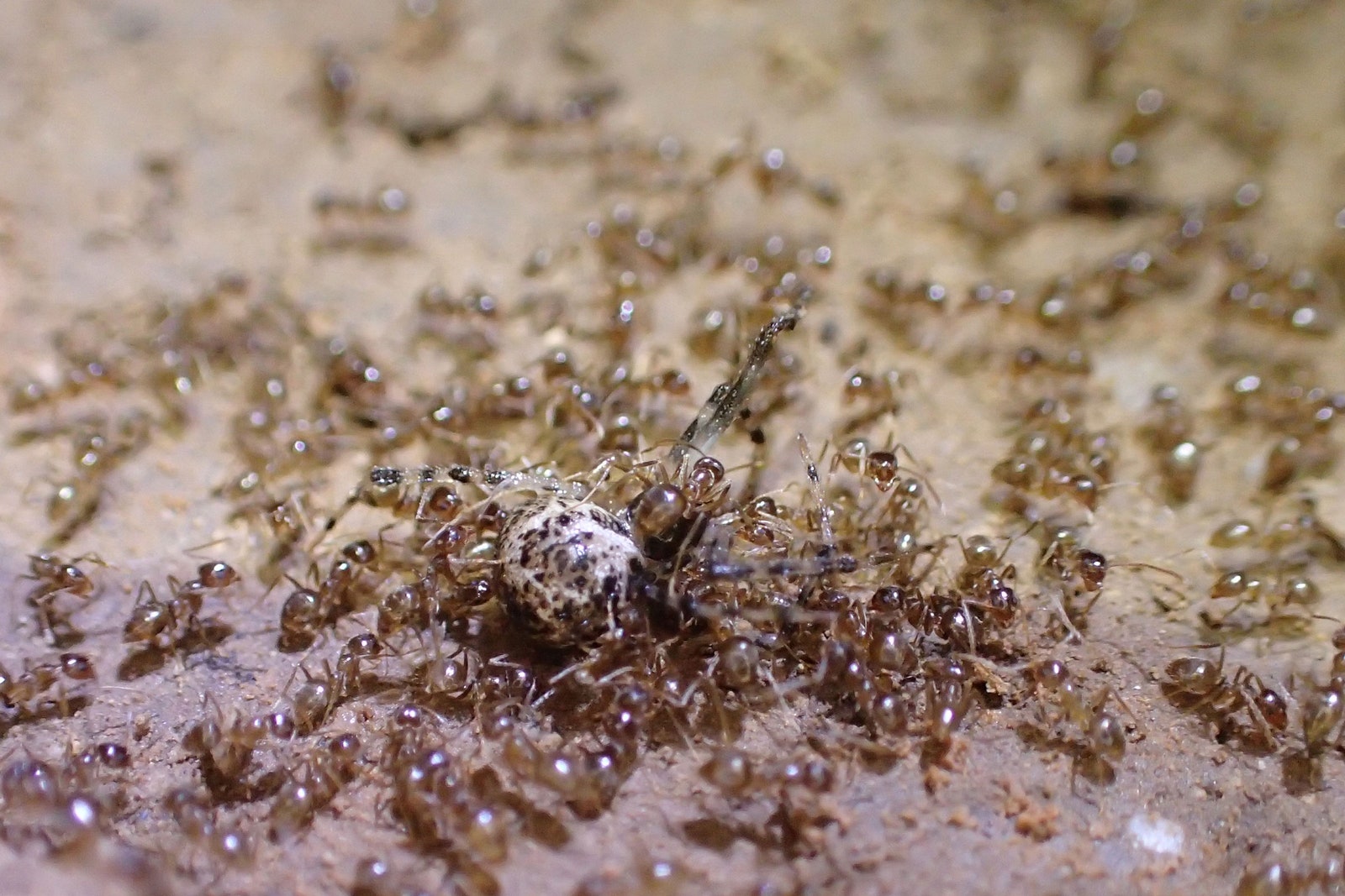 ants scrambling on cobweb spider