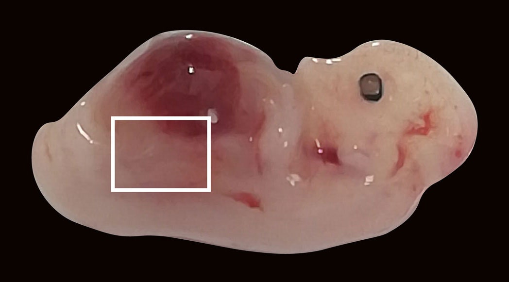 pig embryo