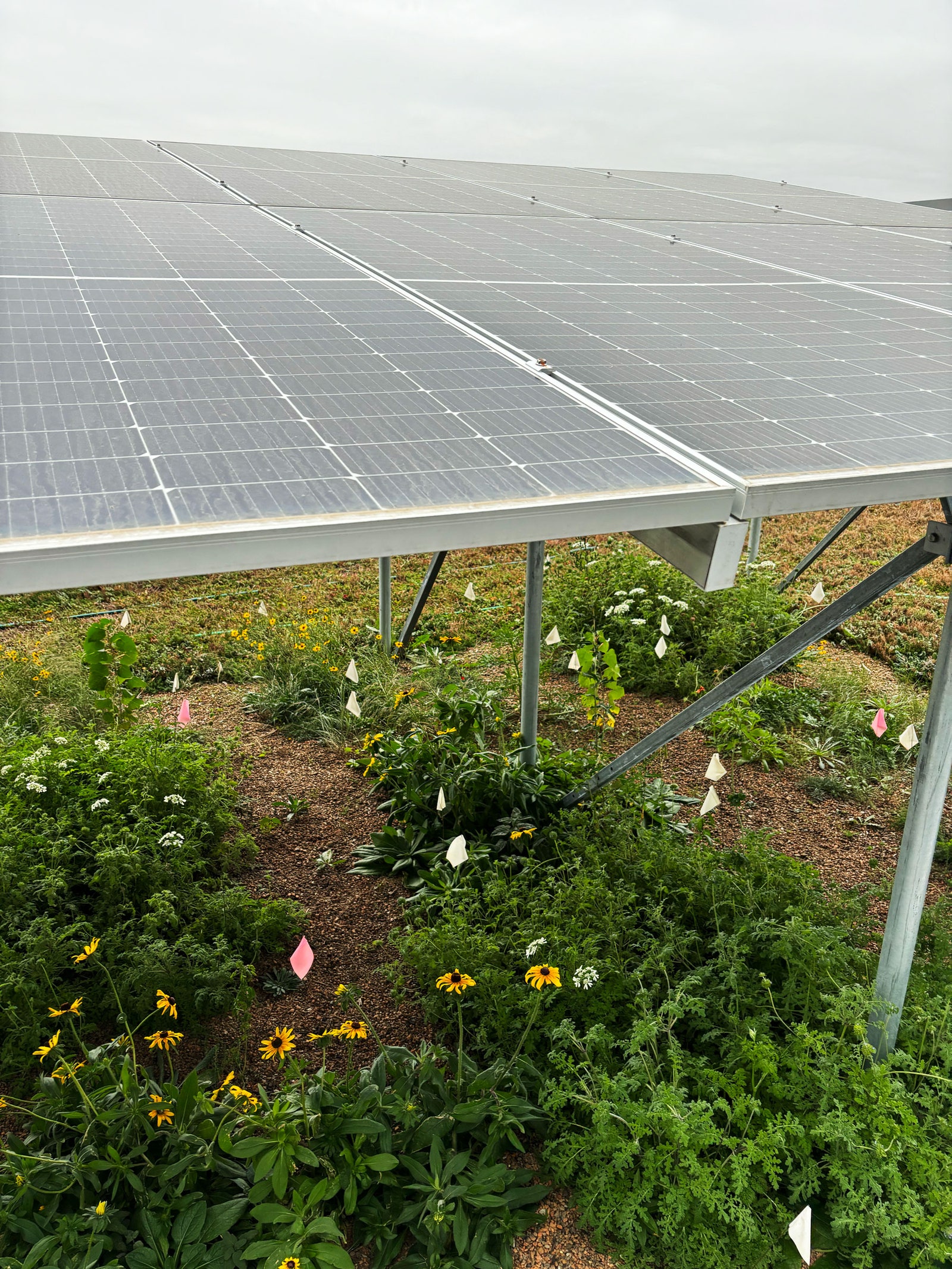 solar panel above crops